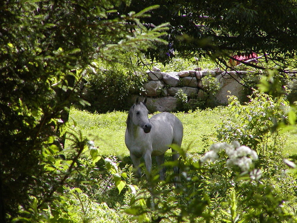 Arabian Horse Inn Sudbury Exterior photo