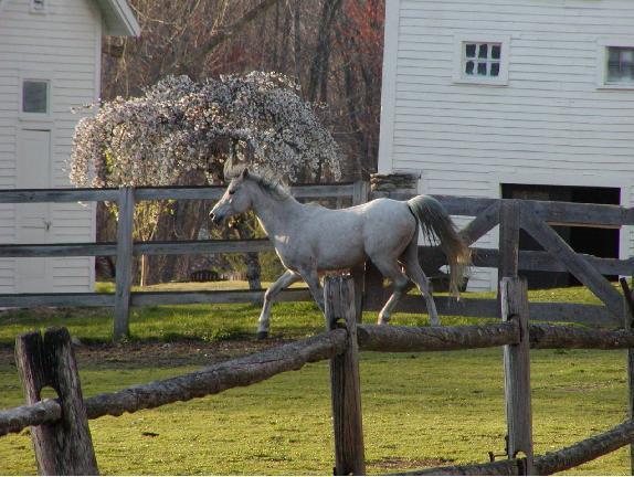 Arabian Horse Inn Sudbury Exterior photo